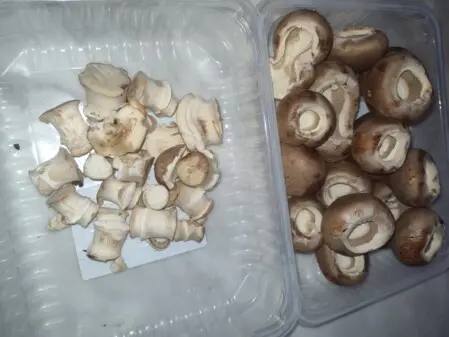 Champignons frisch zubereiten